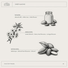 Sweet Almond olfactory pyramid with almond milk, white rose and almond notes