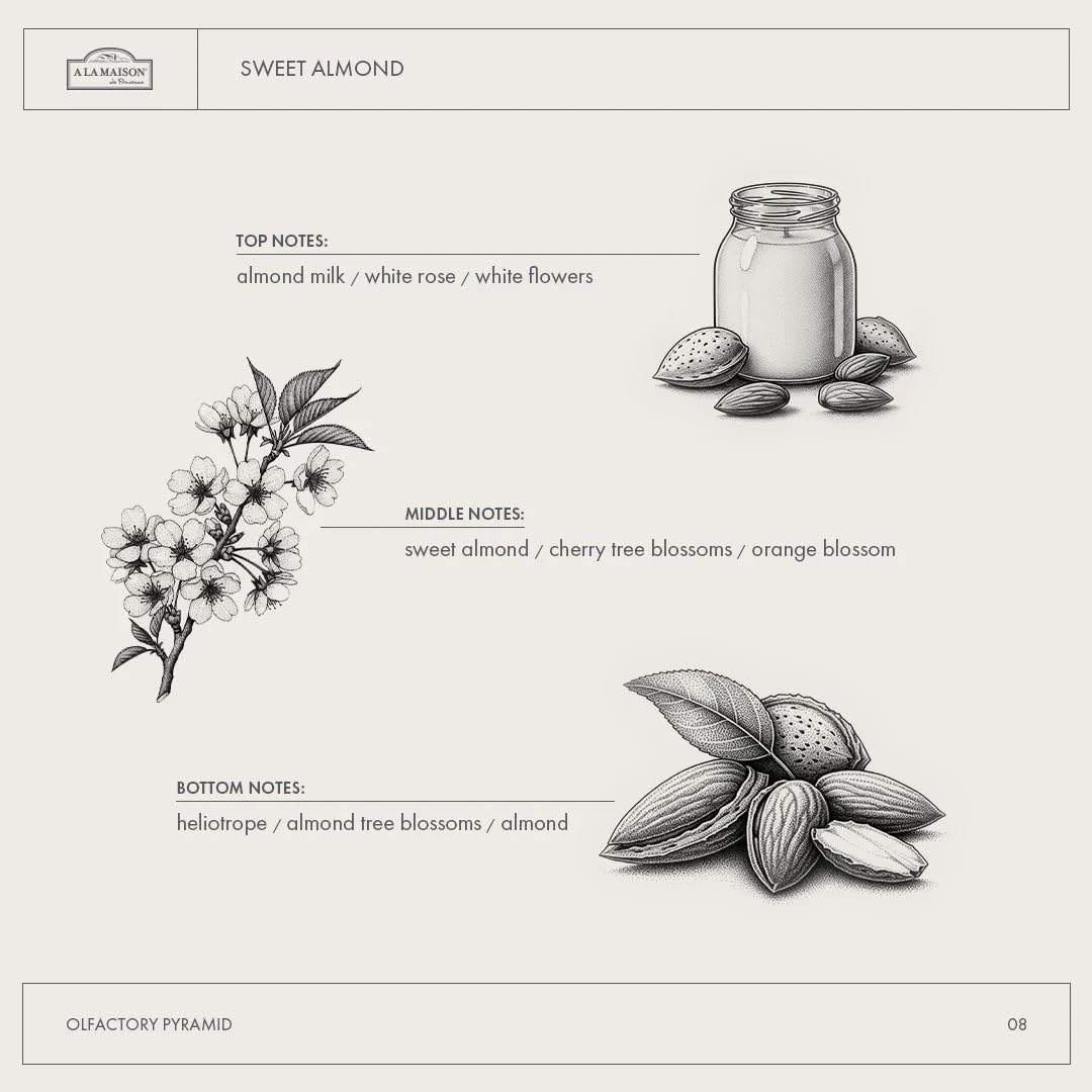 Sweet Almond olfactory pyramid with almond milk, white rose and almond notes