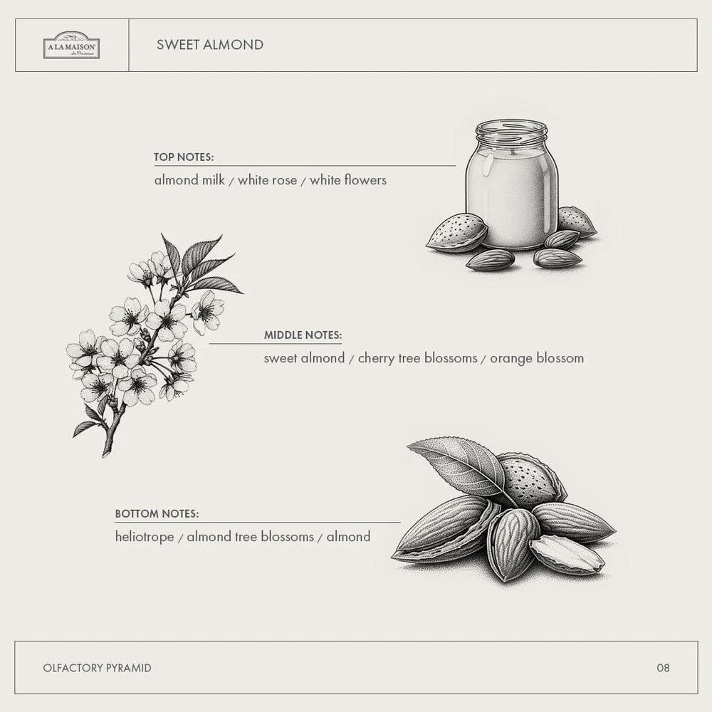 Sweet Almond olfactory pyramid with almond milk, white rose and almond notes