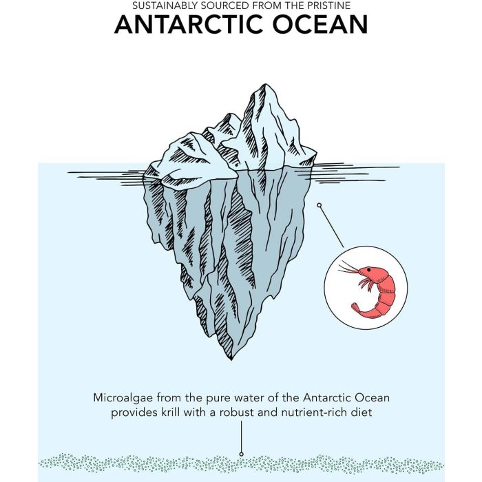 "SR Antarctic Krill Oil Superba2 – 60 softgels bottle with omega-3 EPA, DHA, and astaxanthin for heart and brain health"